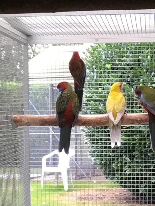 Grote parkieten, Dieren en Toebehoren, Vogels | Parkieten en Papegaaien, Parkiet, Meerdere dieren, Geringd