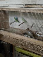 forbus, Meerdere dieren, Parkiet