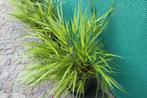 Japanse siergrassen, Tuin en Terras, Planten | Tuinplanten, Ophalen, Vaste plant, Siergrassen, Halfschaduw