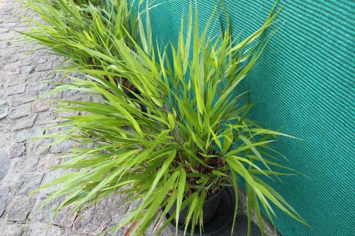 Graminées ornementales japonaises, Jardin & Terrasse, Plantes | Jardin, Plante fixe, Graminées ornementales, Mi-ombre, Été, Enlèvement