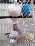 Texans, Dieren en Toebehoren, Vogels | Duiven, Meerdere dieren, Overige soorten