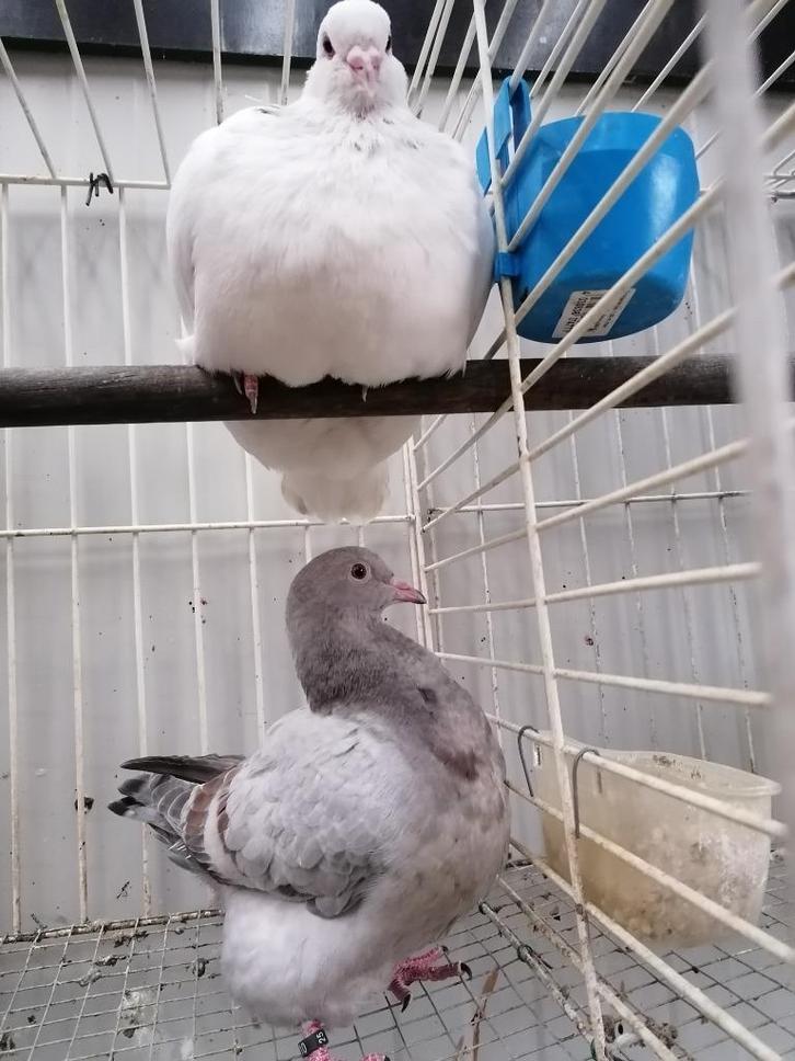 Texans, Dieren en Toebehoren, Vogels | Duiven, Overige soorten, Meerdere dieren