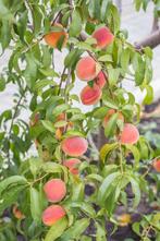 PÊCHERS : DIFF. VARIÉTÉS :  Basse Tige 17€, Demi Tige 22€/pc, Printemps, Plein soleil, Enlèvement, Plantes fruitières