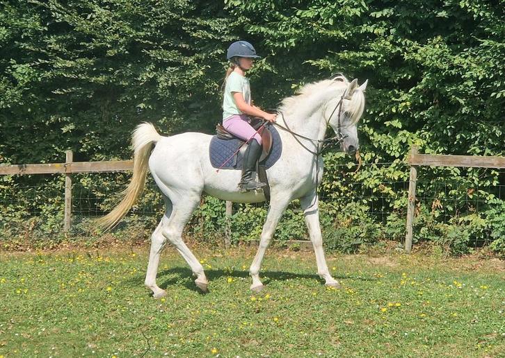 Gezocht: bijrijder voor Arabische hengst in Boutersem, Dieren en Toebehoren, Paarden, Hengst, Minder dan 160 cm, 11 jaar of ouder
