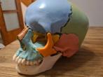 Anatomisch skelet schedel ware grootte puzzel 4d, Ophalen of Verzenden
