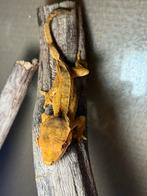 Wimpergekko, Dieren en Toebehoren, Reptielen en Amfibieën
