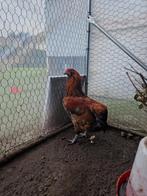 Heel mooie araucana haan te koop !, Mannelijk, Kip