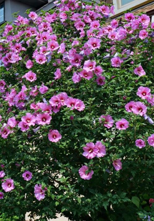 Jonge hibiscus scheuten., Tuin en Terras, Planten | Tuinplanten, Vaste plant, Overige soorten, Zomer, Ophalen
