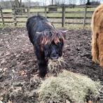 Schotsehooglander stier, Animaux & Accessoires, Bovins