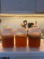 Scoby voor kombucha met start vloeistof, Ophalen