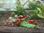 Red ruby en red ruby extreme garnalen, caridina, Kreeft, Krab of Garnaal, Zoetwatervis
