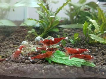 Red ruby en red ruby extreme garnalen, caridina  beschikbaar voor biedingen
