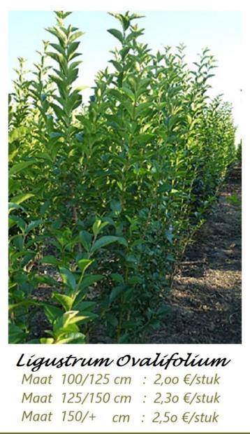 TROÈNE VERTE, PLANTES DE HAIE LIGUSTRUM 1-1,25 M = 2€/pc disponible aux enchères