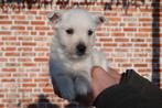 Superbes chiots West Highland White Terriër (Westie), Autres races, Plusieurs, Hépatite contagieuse (maladie de Rubarth), Belgique
