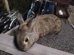 Gratis konijn, Dieren en Toebehoren, Konijnen, Vrouwelijk, 0 tot 2 jaar