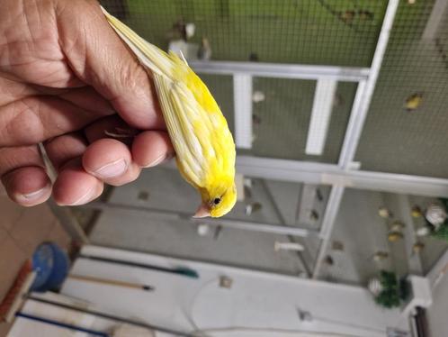 Canaris, Dieren en Toebehoren, Vogels | Kanaries, Kleurkanarie, Mannelijk