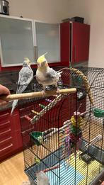 valkparkiet, Dieren en Toebehoren