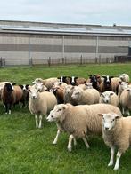 Lot van 25 mooie rammen bokken schapen, Dieren en Toebehoren, Schapen, Geiten en Varkens, Mannelijk, Schaap