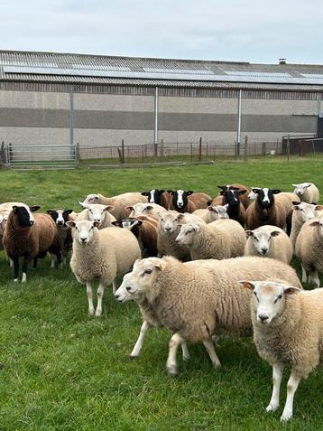Lot van 25 mooie rammen bokken schapen beschikbaar voor biedingen