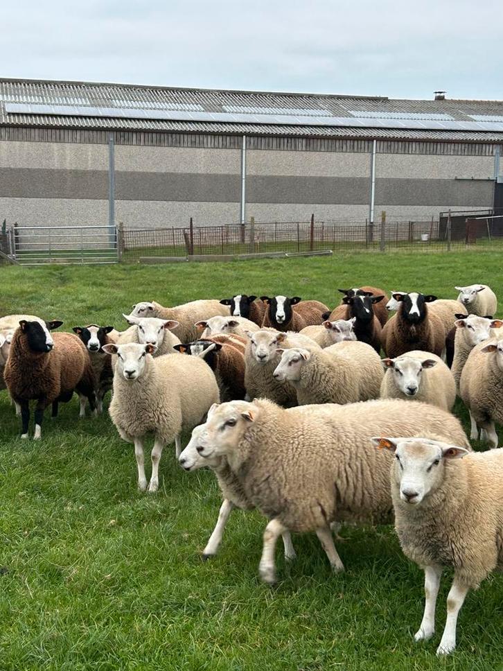 Lot van 25 mooie rammen bokken schapen, Dieren en Toebehoren, Schapen, Geiten en Varkens, Schaap, Mannelijk