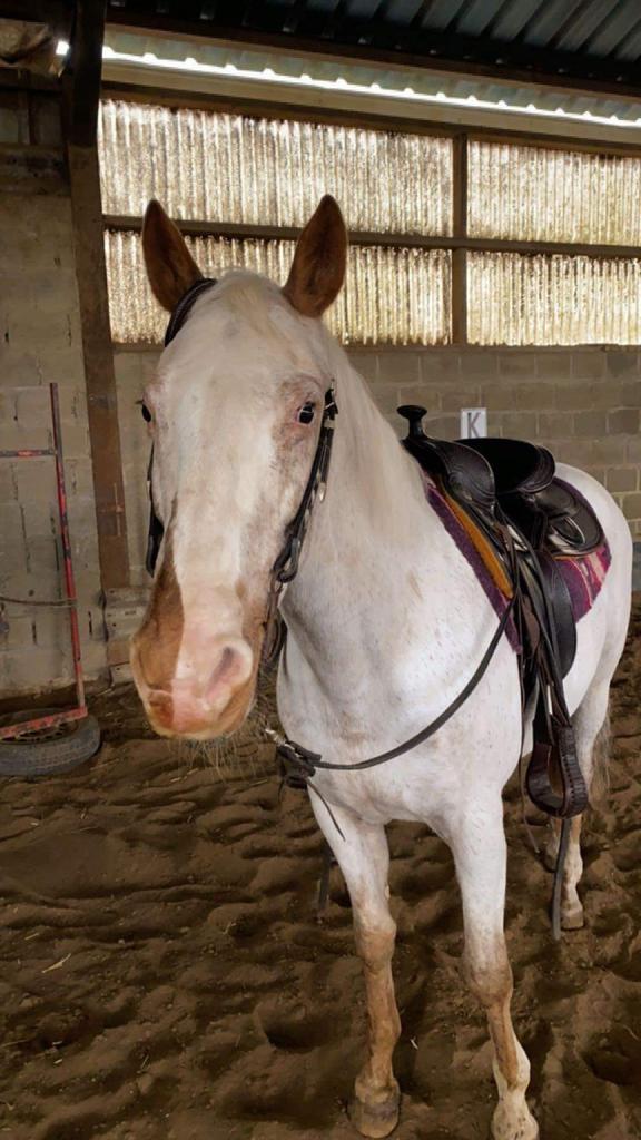 Verzorger/bijrijder gezocht, halve stal aangeboden, Dieren en Toebehoren, Paarden, Merrie