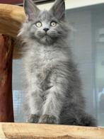 Maine Coon Blue Smoke  poesje stamboom uit Russisch lijnen!, Poes, Gechipt, 0 tot 2 jaar