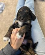 Cockapoo pups (Engelse cocker x Dwergpoedel), Dieren en Toebehoren, Poedel, België, CDV (hondenziekte), 8 tot 15 weken