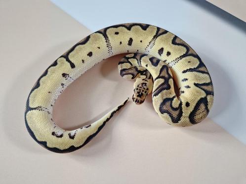 Pastel Clown het Pied koningspython man, Dieren en Toebehoren, Reptielen en Amfibieën, Slang, 0 tot 2 jaar
