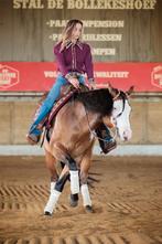 AQHA hengst ter dekking, Dieren en Toebehoren, Paarden, Hengst