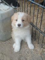 Prachtige border collie pups, Dieren en Toebehoren, België, Fokker | Hobbymatig, Reu, 8 tot 15 weken