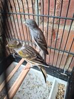 Koppel Japan hoso's 2024 + dochter 2025, Dieren en Toebehoren