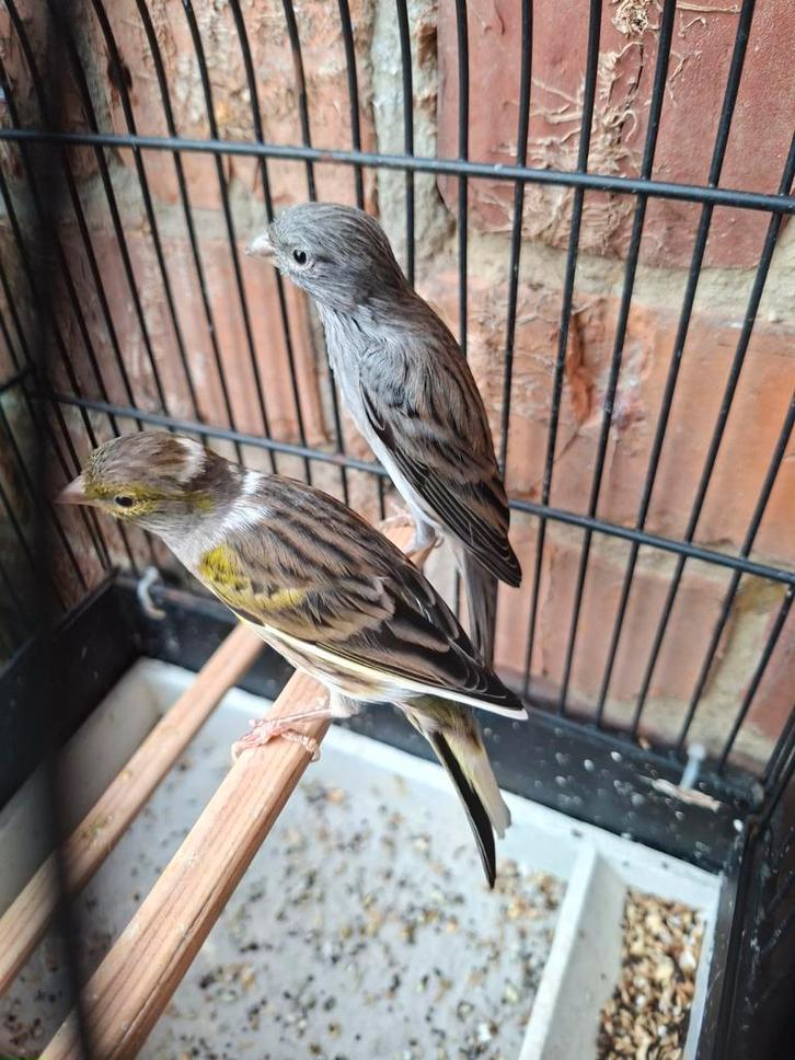 Koppel Japan hoso's 2024 + dochter 2025, Dieren en Toebehoren, Vogels | Kanaries