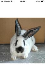 Vlees konijn, Dieren en Toebehoren, Konijnen