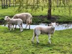Wiltshire Horn lammeren stamboek, Schaap, Meerdere dieren, 0 tot 2 jaar