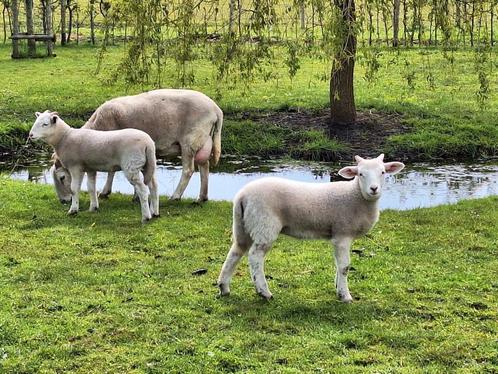 Studbook Wiltshire Horn Lamb, Animaux & Accessoires, Moutons, Chèvres & Cochons, Mouton, Plusieurs animaux, 0 à 2 ans