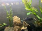 Koppel zebracichlide (Mbuna)., Dieren en Toebehoren, Vissen | Aquariumvissen