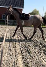 3,5 jarige drachtige merrie te koop, Dieren en Toebehoren, Merrie, Springpaard, Gechipt, Niet van toepassing