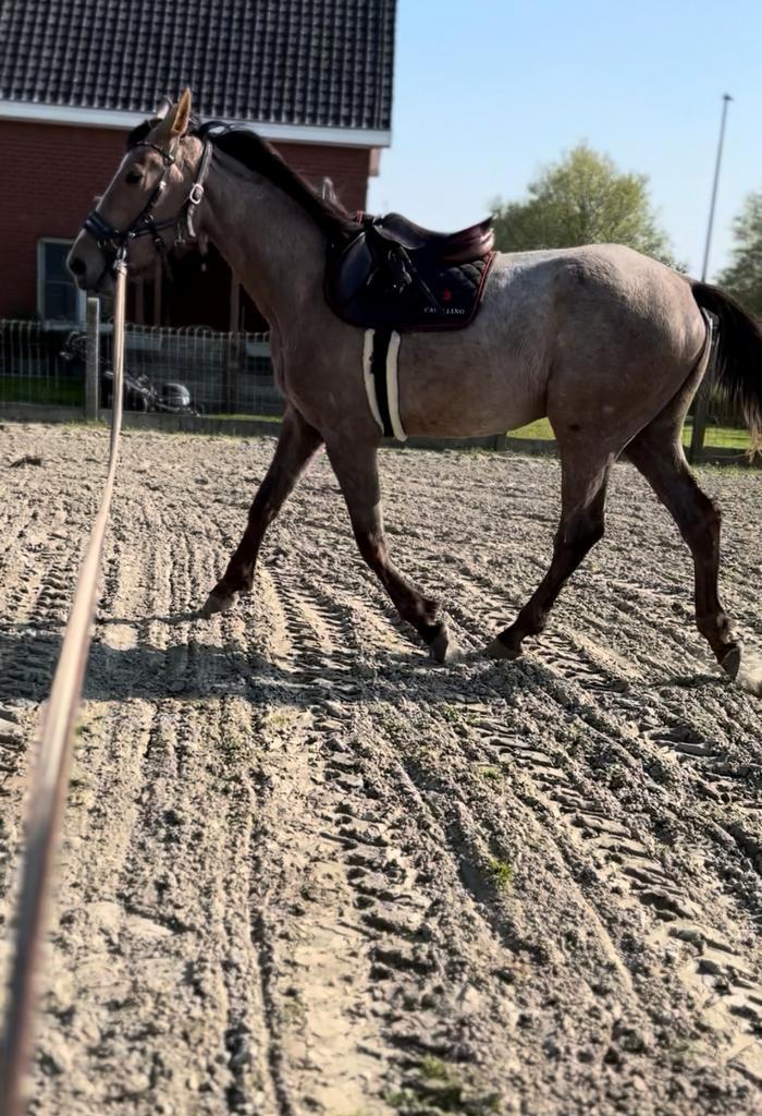 3,5 jarige drachtige merrie te koop, Dieren en Toebehoren, Paarden, Merrie, Niet van toepassing, 170 tot 175 cm, 3 tot 6 jaar