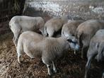 rammen, Dieren en Toebehoren