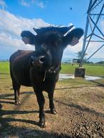 Dexter koe, Dieren en Toebehoren, Runderen