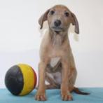 Italiaanse Windhond - Belgisch pups te koop, België, CDV (hondenziekte), 8 tot 15 weken, Meerdere