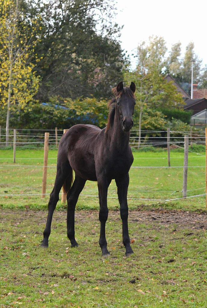 Zwart merrie veulen, Dieren en Toebehoren, Paarden, Merrie, Niet van toepassing, 170 tot 175 cm, 0 tot 2 jaar, Dressuurpaard, Met stamboom