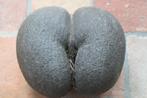 Ruwe coco de mer (zeekokosnoot) uit de seychellen, Ophalen of Verzenden, Zo goed als nieuw, Overige soorten, Overige typen