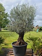 Olijfboom Olea Europaea Bonsai, Ophalen