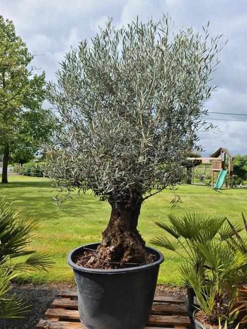 Olijfboom Olea Europaea Bonsai, Tuin en Terras, Planten | Bomen, Ophalen