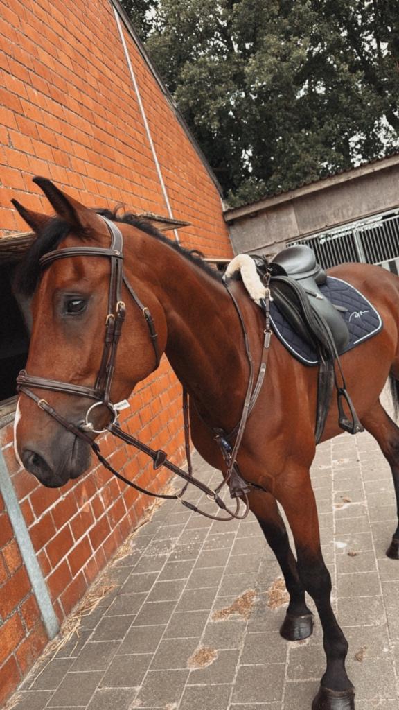 6 jarige ruin te koop, Dieren en Toebehoren, Paarden, Ruin, B, 160 tot 165 cm, 3 tot 6 jaar, Springpaard, Met stamboom, Gechipt