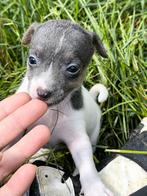 Jack russell pups, Dieren en Toebehoren, Honden | Jack Russells en Terriërs, België, Jack Russell Terriër, CDV (hondenziekte)
