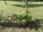 walnotenboom,noten boom,walnoot boom,fruitboom € 9,- boom, Minder dan 100 cm, Walnotenboom, Ophalen