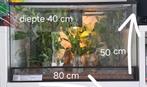 Terrarium te koop met wandelende takken lamachodes bokor., Dieren en Toebehoren, Insecten en Spinnen