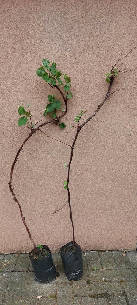 Druivelaar, Tuin en Terras, Planten | Fruitbomen, Volle zon, Ophalen